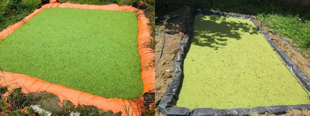 Suluhisho La Haraka: Magugu maji huongeza mazao mara tatu katika shamba la kuku la Naivas