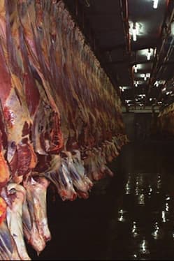 Kenya Meat Commission begins direct livestock purchases